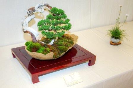 zur Bildgalerie Regio-Bonsai-Show 2010